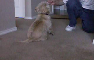 Performing the sit and down commands